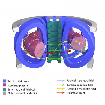 Particles transport in a tokamak.