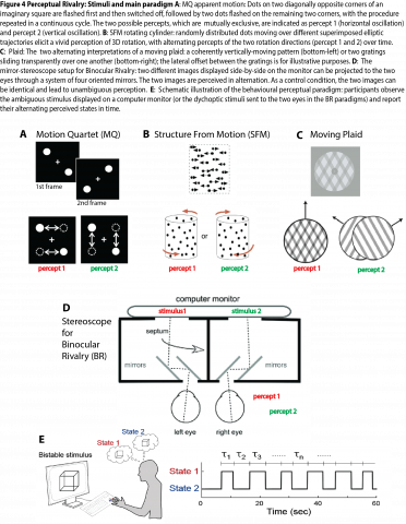 Perceptual Rivalry