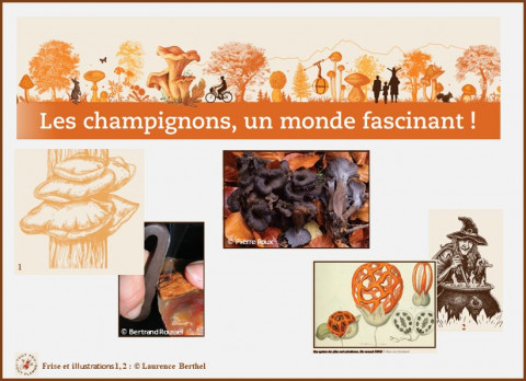 Exposition "Des champignons du néolithique à nos jours"