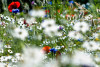 Jardin dialectal, Mai 2024