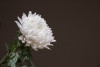 chrysanthème